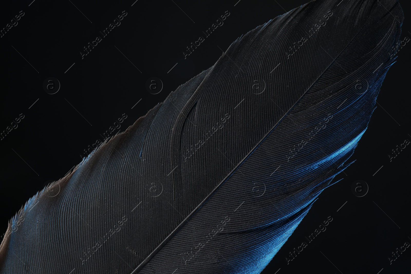 Photo of One beautiful feather in color light on black background, closeup