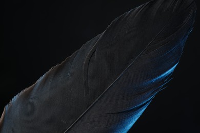 One beautiful feather in color light on black background, closeup