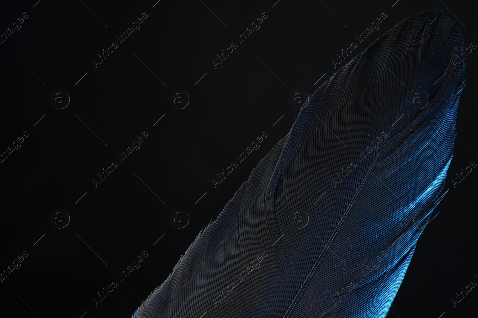 Photo of One beautiful feather in color light on black background, closeup. Space for text