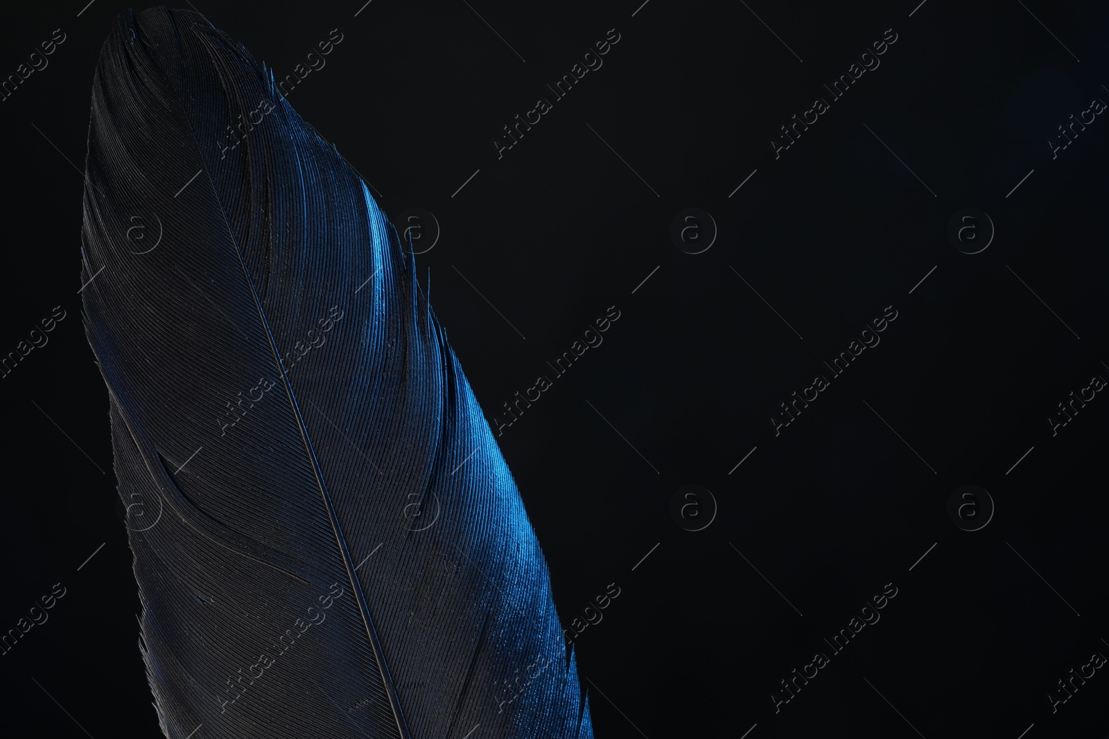 Photo of One beautiful feather in color light on black background, closeup. Space for text