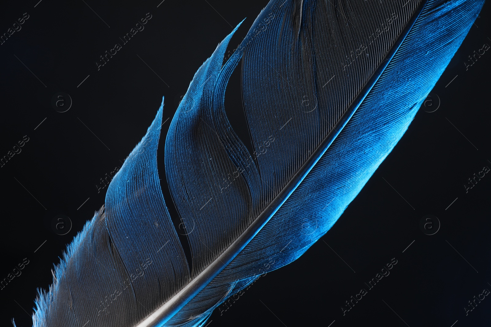 Photo of One beautiful feather in color light on black background, closeup