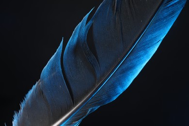 Photo of One beautiful feather in color light on black background, closeup