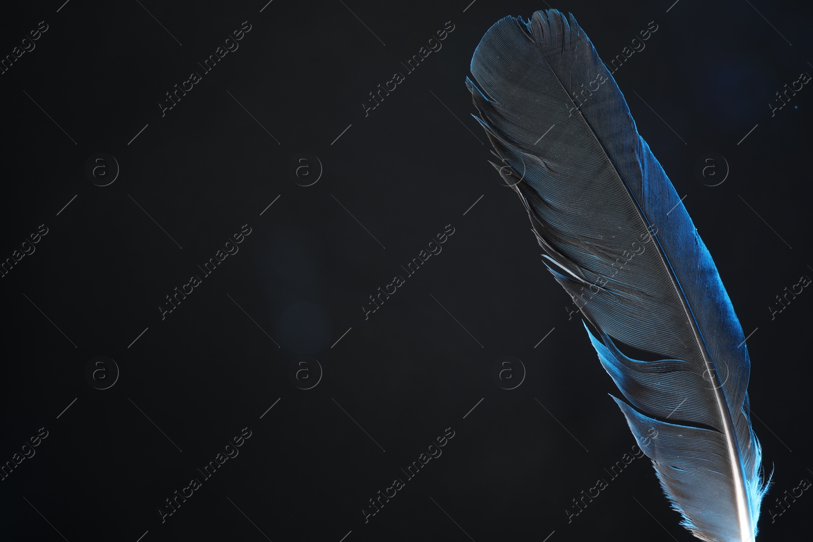 Photo of One beautiful feather in color light on black background, closeup. Space for text