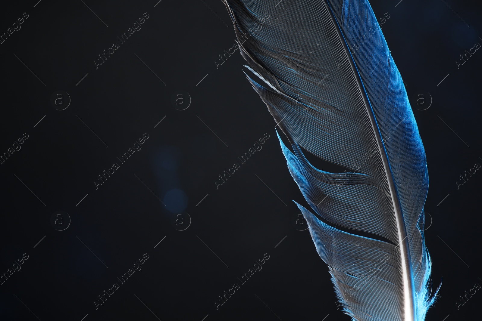 Photo of One beautiful feather in color light on black background, closeup. Space for text