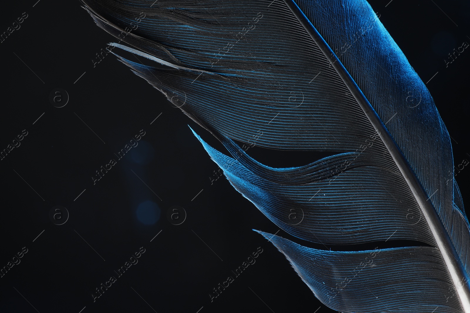 Photo of One beautiful feather in color light on black background, closeup. Space for text