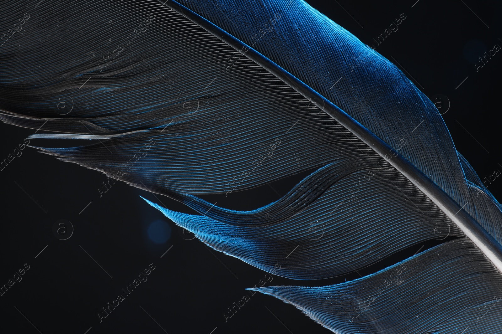 Photo of One beautiful feather in color light on black background, closeup