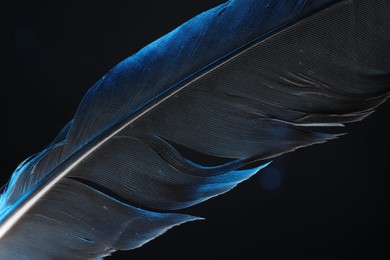 One beautiful feather in color light on black background, closeup