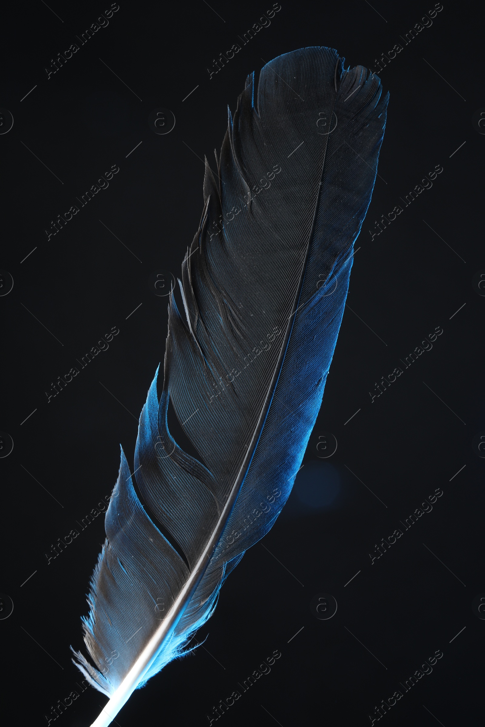 Photo of One beautiful feather in color light on black background, closeup