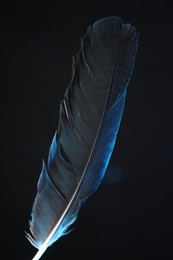 One beautiful feather in color light on black background, closeup