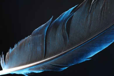 One beautiful feather in color light on black background, closeup