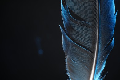 Photo of One beautiful feather in color light on black background, closeup. Space for text