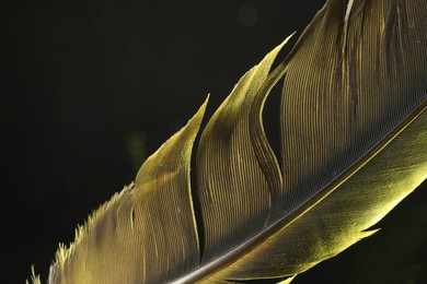 One beautiful feather in color light on black background, closeup