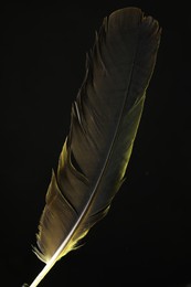 One beautiful feather in color light on black background, closeup