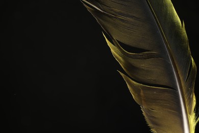 One beautiful feather in color light on black background, closeup. Space for text