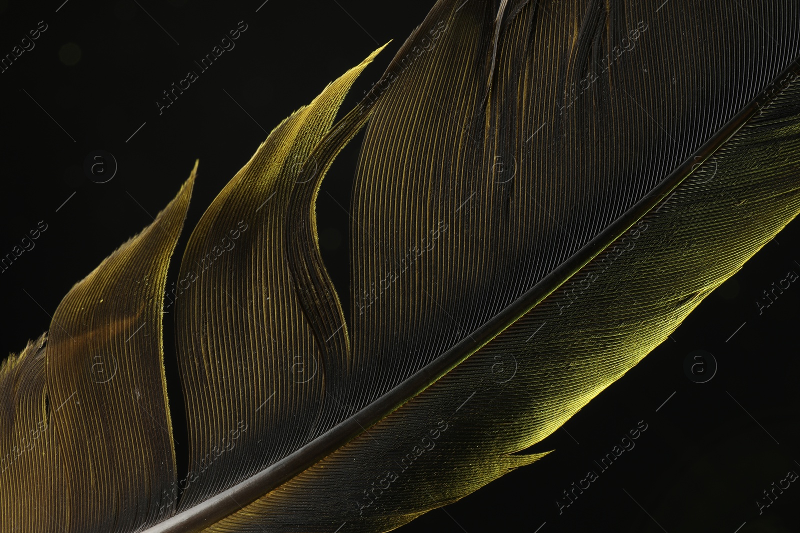 Photo of One beautiful feather in color light on black background, closeup