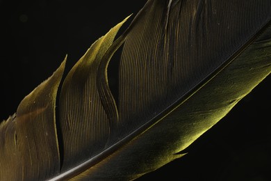 One beautiful feather in color light on black background, closeup