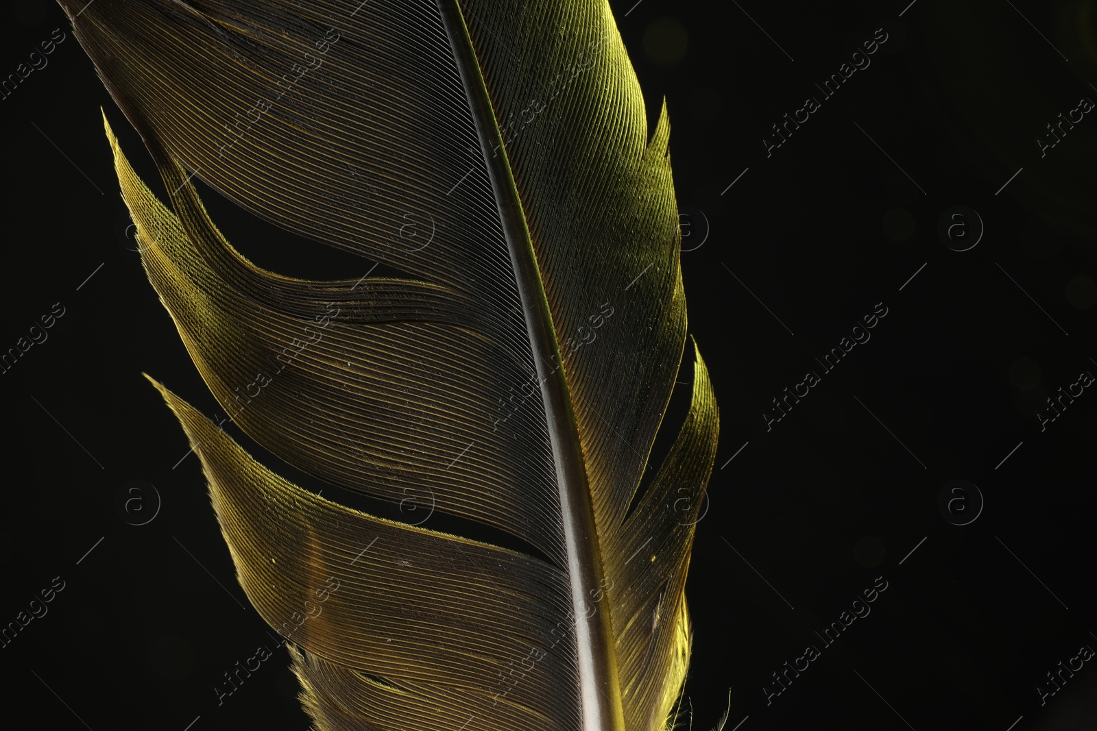 Photo of One beautiful feather in color light on black background, closeup. Space for text