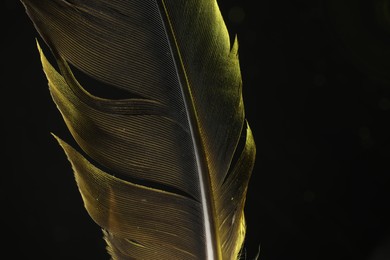 Photo of One beautiful feather in color light on black background, closeup. Space for text