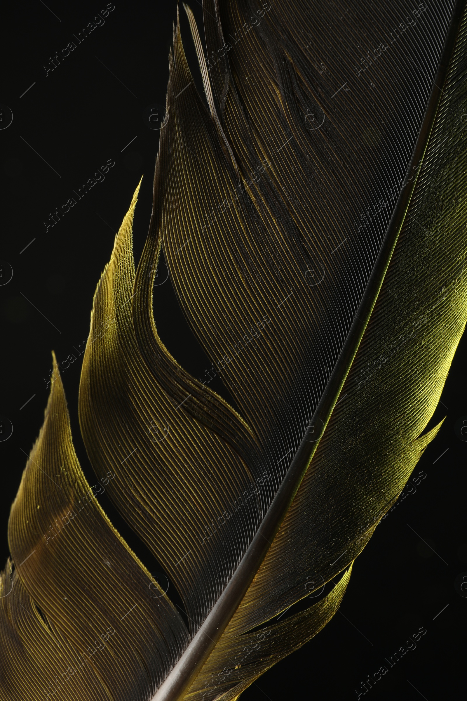 Photo of One beautiful feather in color light on black background, closeup