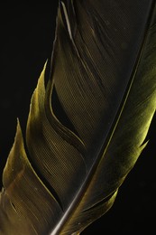 Photo of One beautiful feather in color light on black background, closeup