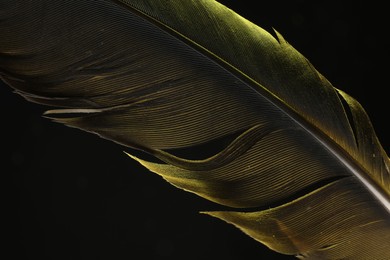 Photo of One beautiful feather in color light on black background, closeup