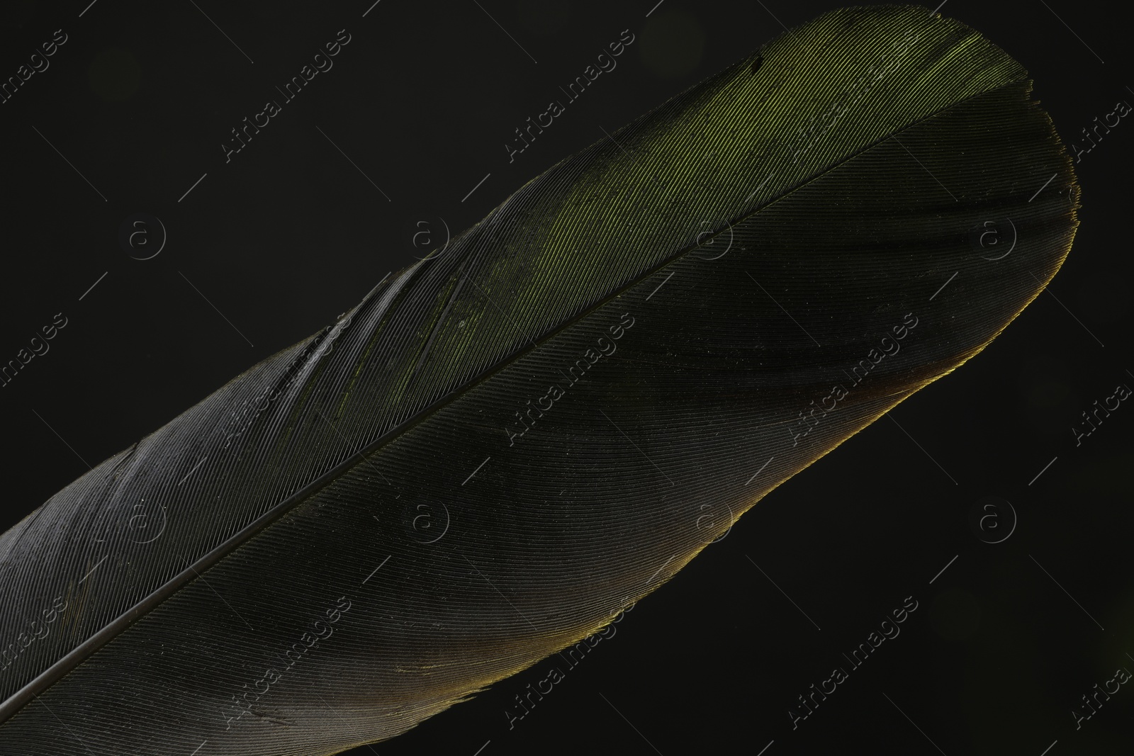 Photo of One beautiful feather in color light on black background, closeup