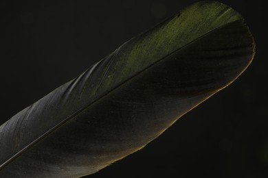 One beautiful feather in color light on black background, closeup