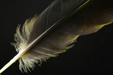 Photo of One beautiful feather in color light on black background, closeup