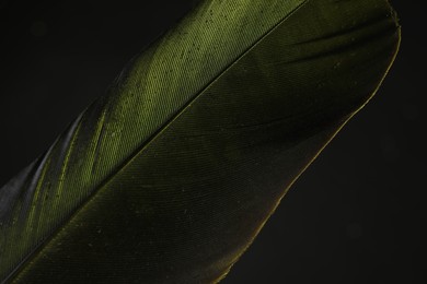 Photo of One beautiful feather in color light on black background, closeup