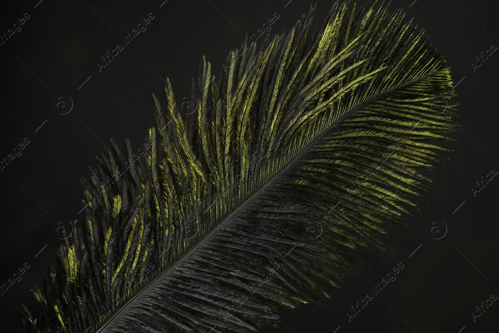 Photo of One fluffy feather in color light on black background, closeup