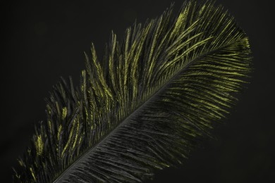 Photo of One fluffy feather in color light on black background, closeup