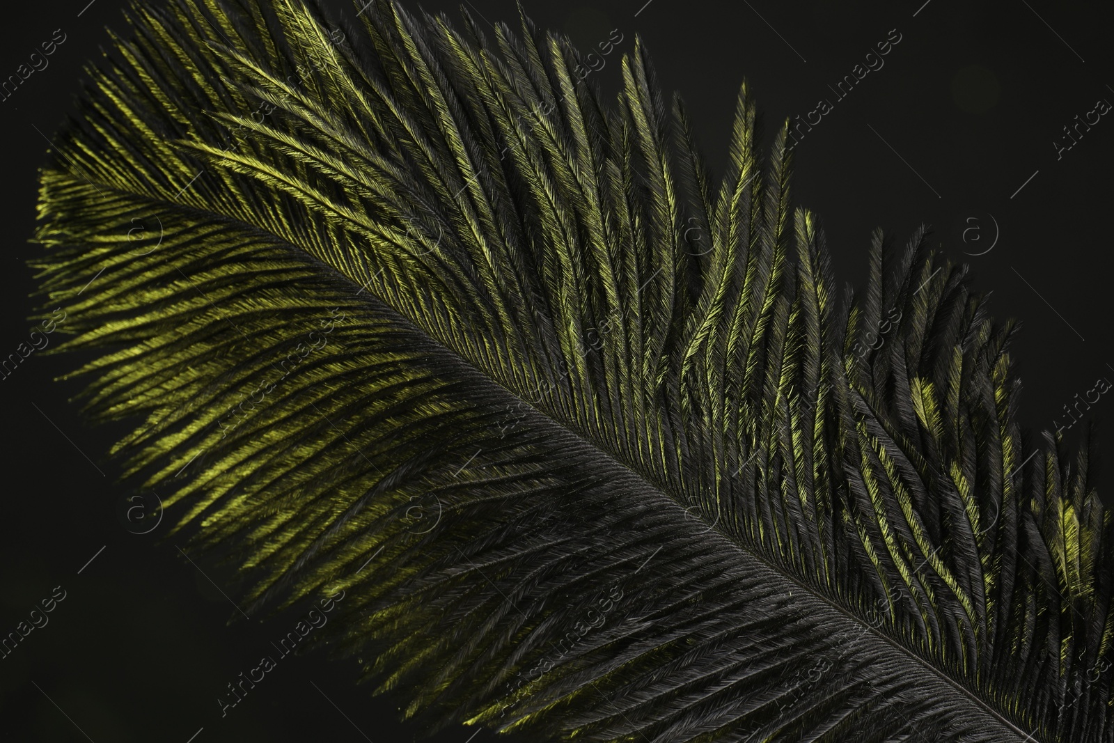 Photo of One fluffy feather in color light on black background, closeup