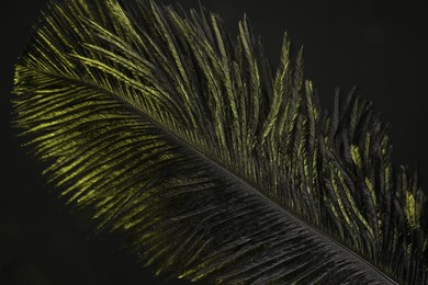 Photo of One fluffy feather in color light on black background, closeup