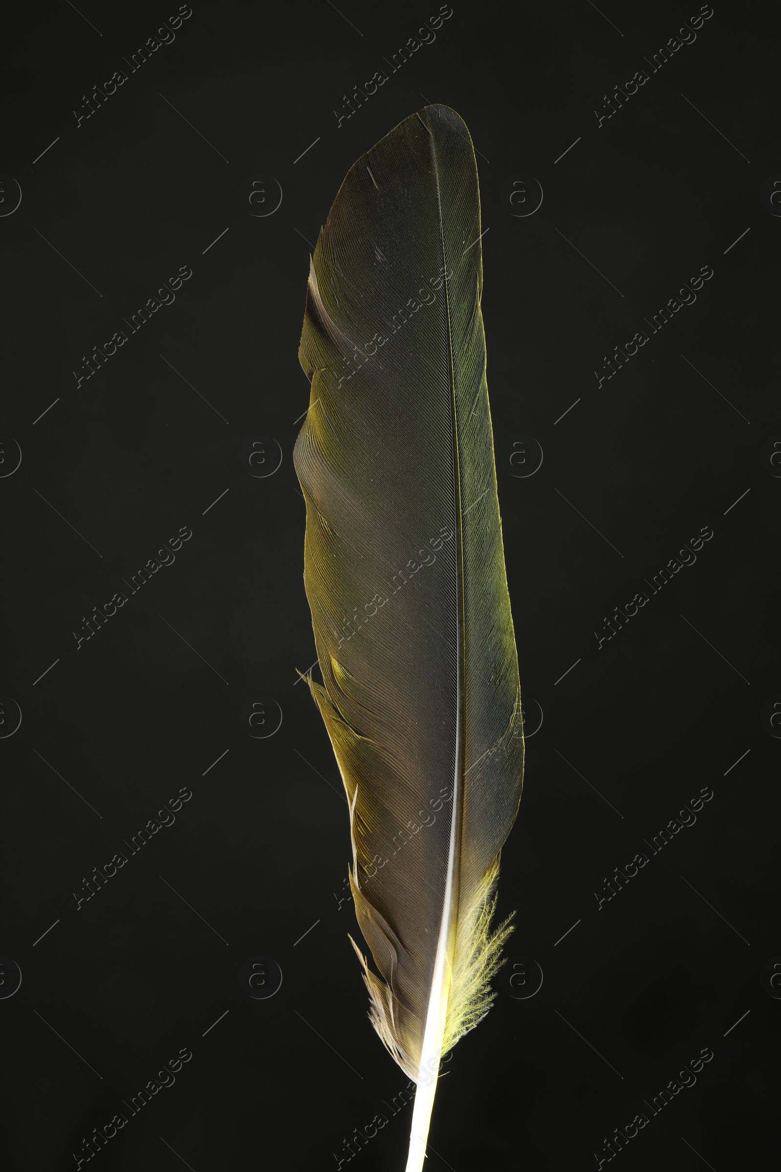 Photo of One beautiful feather in color light on black background, closeup