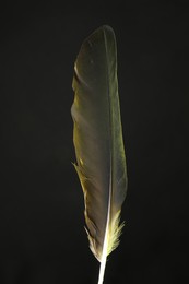 One beautiful feather in color light on black background, closeup