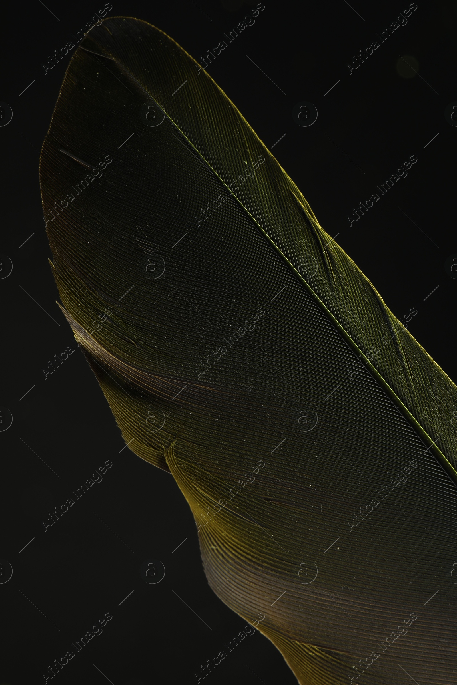 Photo of One beautiful feather in color light on black background, closeup