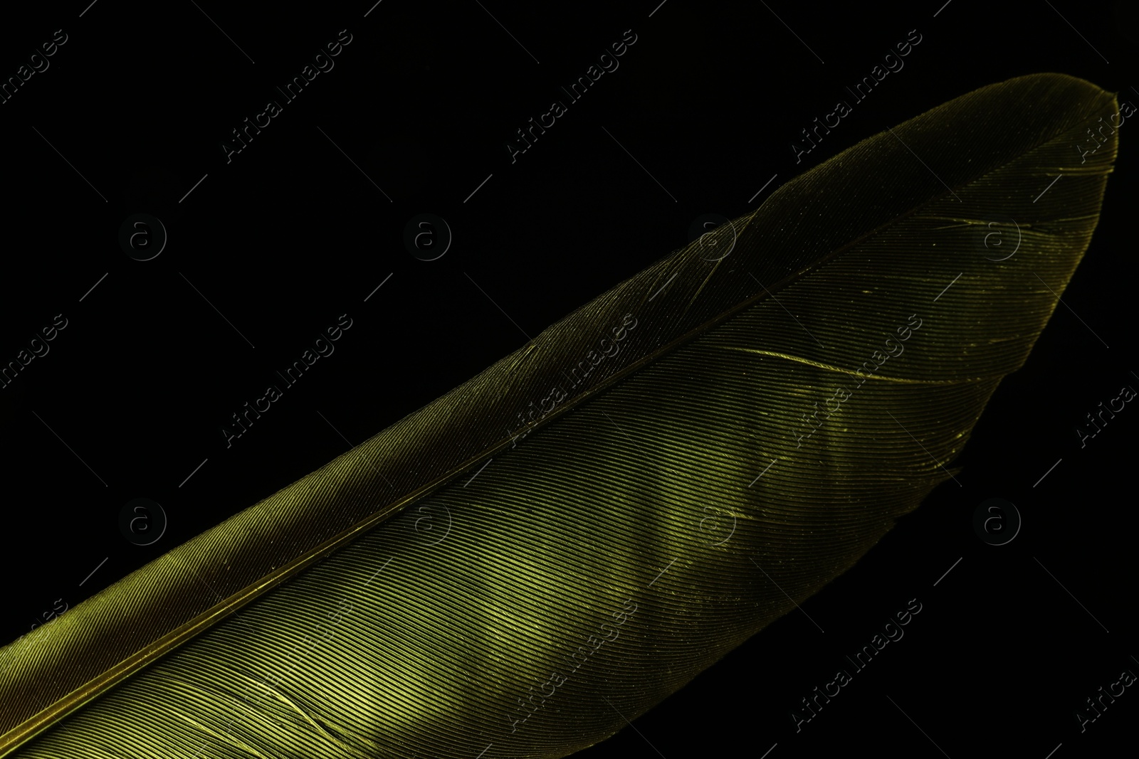 Photo of One beautiful feather in color light on black background, closeup