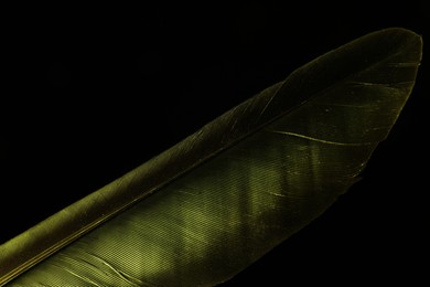 One beautiful feather in color light on black background, closeup