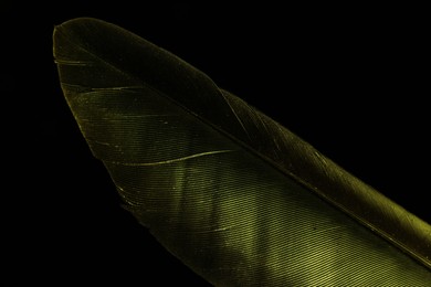 Photo of One beautiful feather in color light on black background, closeup