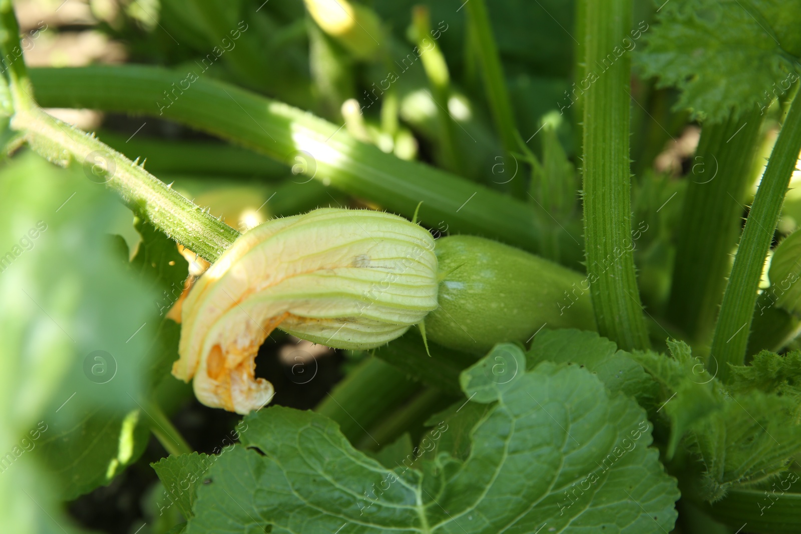 Photo of Blooming green plant with unripe zucchini growing in field, closeup