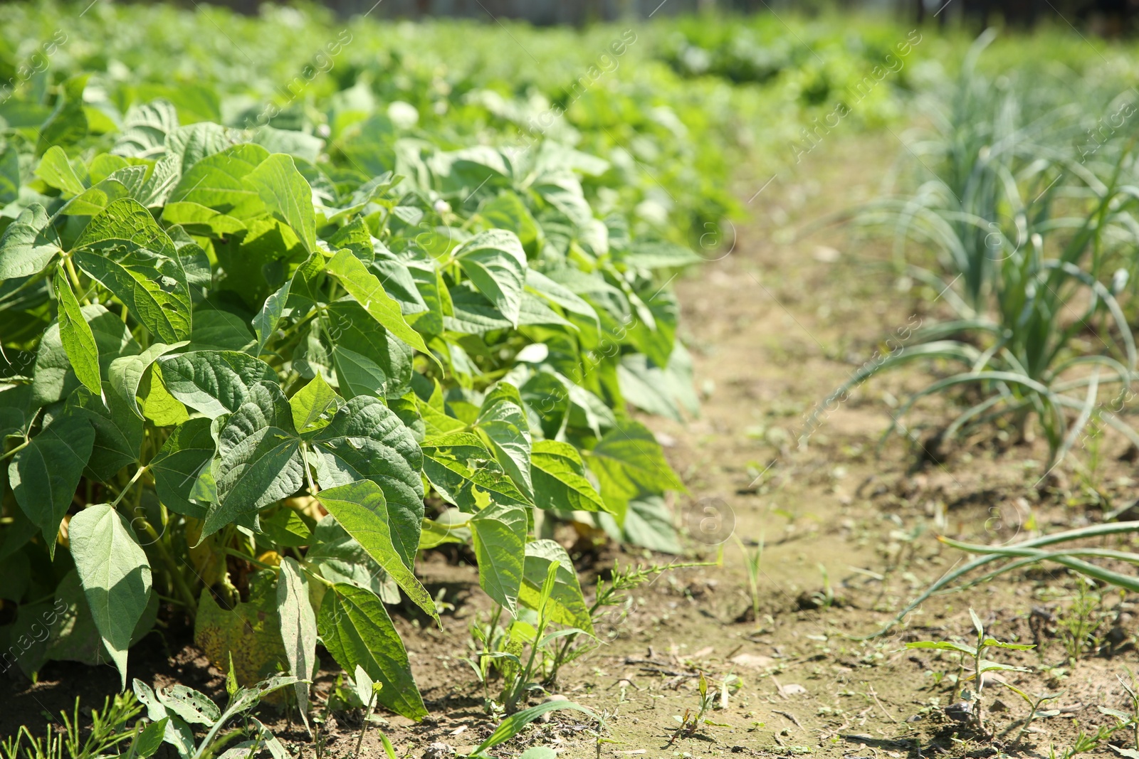 Photo of Green bean plants growing in filed on sunny day