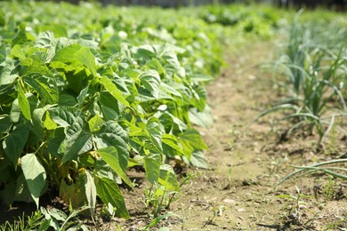 Photo of Green bean plants growing in filed on sunny day