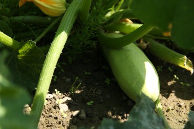 Photo of Blooming green plant with unripe zucchini growing in field, closeup