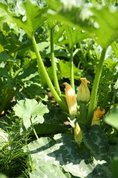 Photo of Blooming green plant with unripe zucchini growing in field, closeup