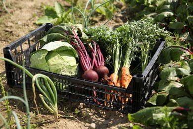 Photo of Different freshly harvested vegetables in crate outdoors