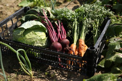 Photo of Different freshly harvested vegetables in crate outdoors