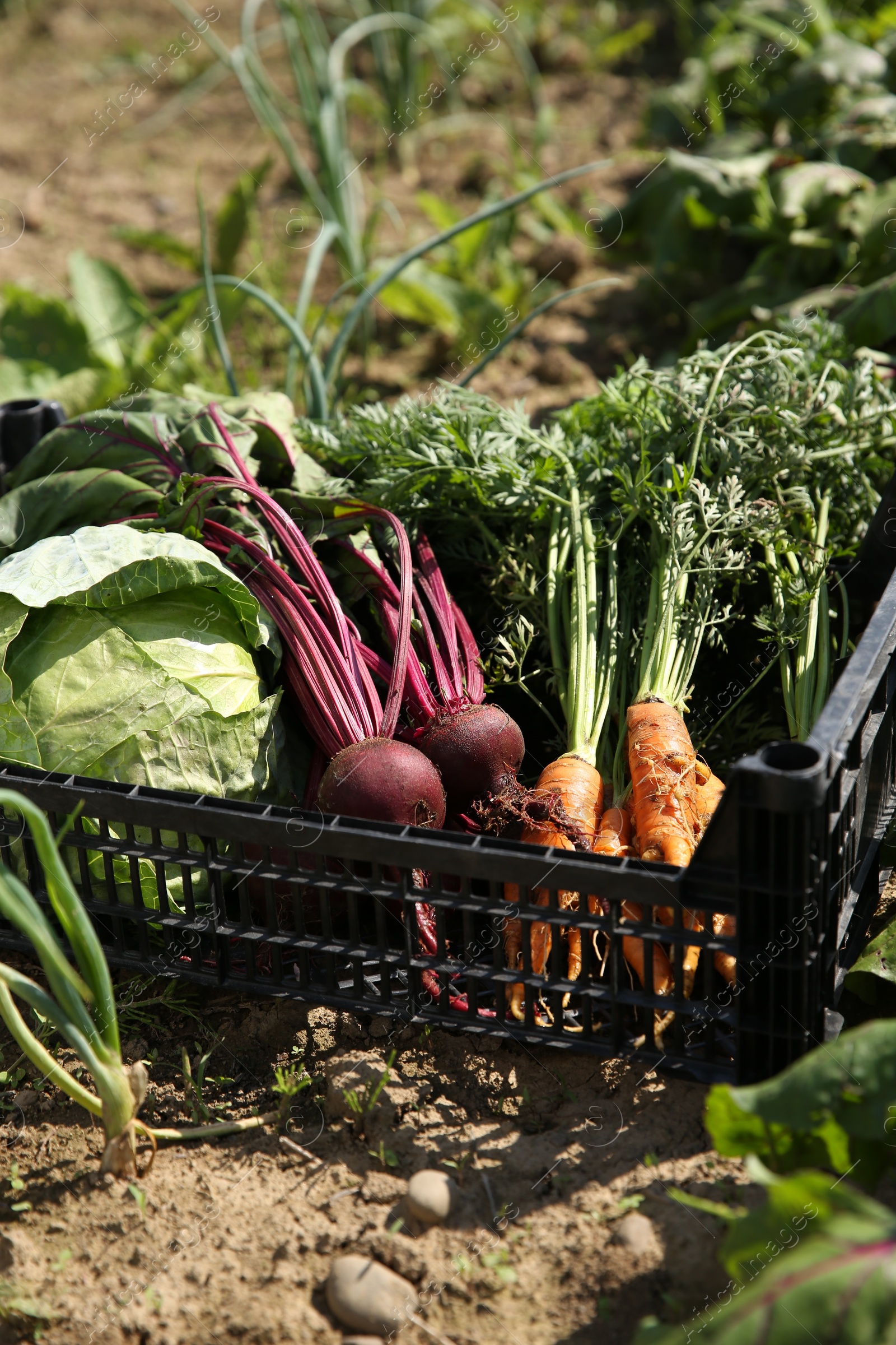 Photo of Different freshly harvested vegetables in crate outdoors