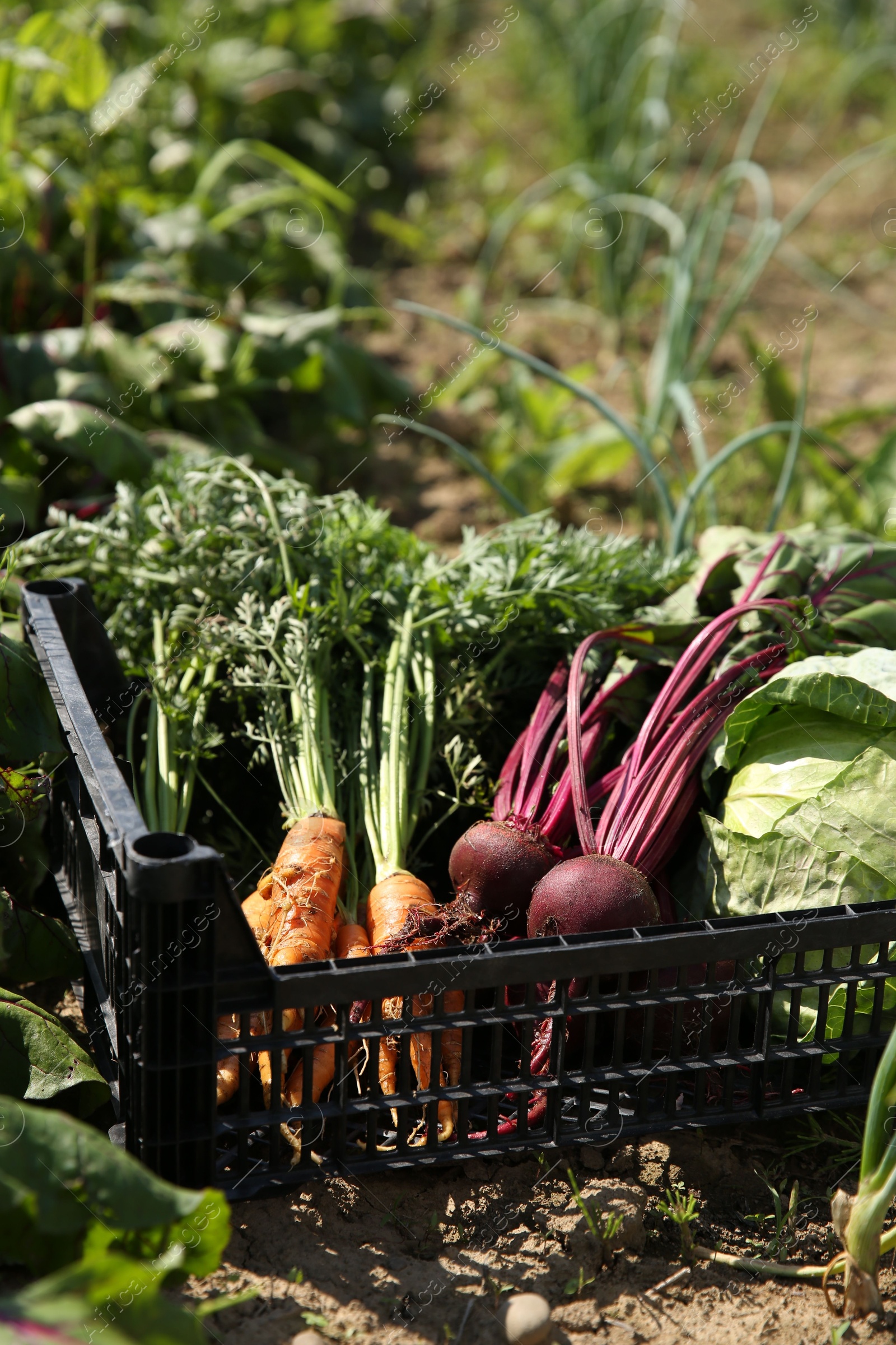 Photo of Different freshly harvested vegetables in crate outdoors