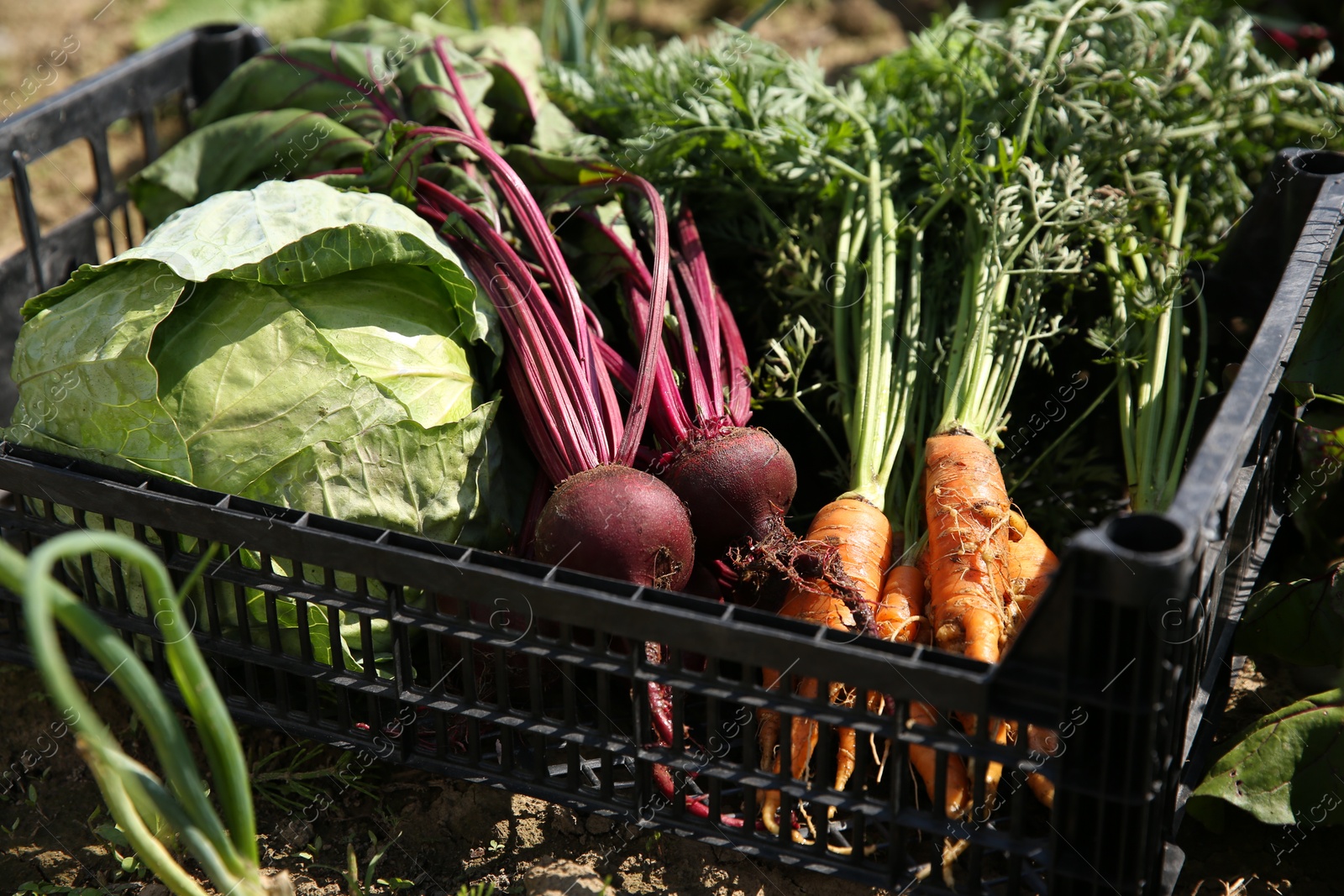 Photo of Different freshly harvested vegetables in crate outdoors, closeup