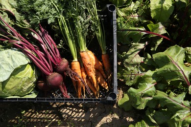 Photo of Different freshly harvested vegetables in crate outdoors, top view